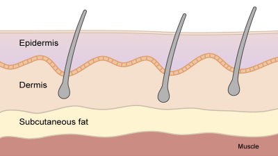 The three main skin layers